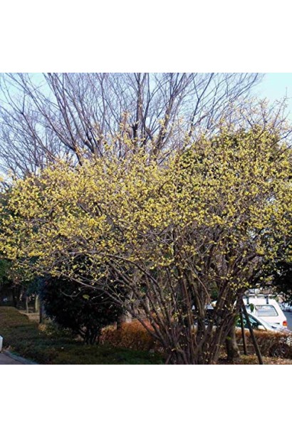 Хімонант скороспілий